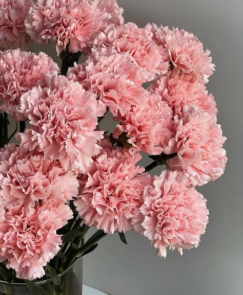 Beautiful Carnations, Fancy Flowers, Pink Carnations, Carnation Flower, Nothing But Flowers, Flower Therapy, Cute Pins, Love Flowers, Flower Wallpaper