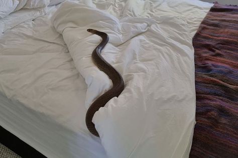 Woman Finds Deadly 6-Foot Snake While Changing Her Sheets: 'Check the Bed Carefully Tonight!' Rattlesnake Bites, Venomous Snake, Giant Snake, Long Snake, Woman Bedding, Snake Venom, Pet Sitting, Pet Sitters, Dog Walker