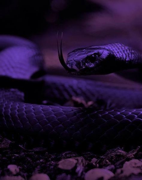 Viper Snake, Snake Wallpaper, Purple Snake, Purple Vibe, Cute Reptiles, Cute Snake, Snake Art, Dark Purple Aesthetic, Beautiful Snakes