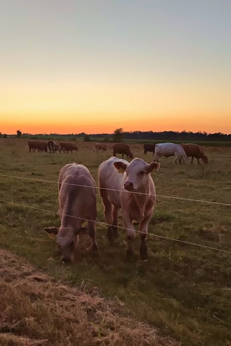 Brown Country Aesthetic, Rancho Aesthetic, Country Core, Old Country Aesthetic, Cow Pasture, Country Sunset, Country Backgrounds, Southern Lifestyle, Farm Lifestyle