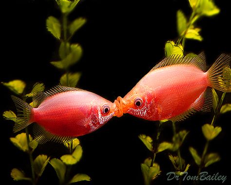 Pink Kissers, Featured item. #pink #kisser #fish #petfish #aquarium #aquariums #freshwater #freshwaterfish #featureditem Kissing Gourami, Tropical Fish Tanks, Tropical Freshwater Fish, Life Under The Sea, Freshwater Aquarium Fish, Art Fish, Two Fish, Aquarium Design, Underwater Creatures