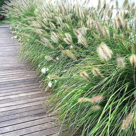 Exotic Nurseries on Instagram: "Whispy Pennisetum 'Nafray' doing their thing so well in this Coastal Garden Landscaping by @horizonlandscapes Plants from @exotic_nurseries #exoticnurseries #exotic #pennisetum #landscapedesign #native #coastalgarden #nativegrass #whispy #soft #coastal #landscaping #massplanting #foxtail #grass #softening #inspire #greenery #lna #lnasponsor #lnamember #lnapartner" Foxtail Grass, Coastal Garden, Coastal Gardens, Tropical Landscaping, Companion Planting, Back Garden, Front Garden, Nurseries, Garden Landscaping