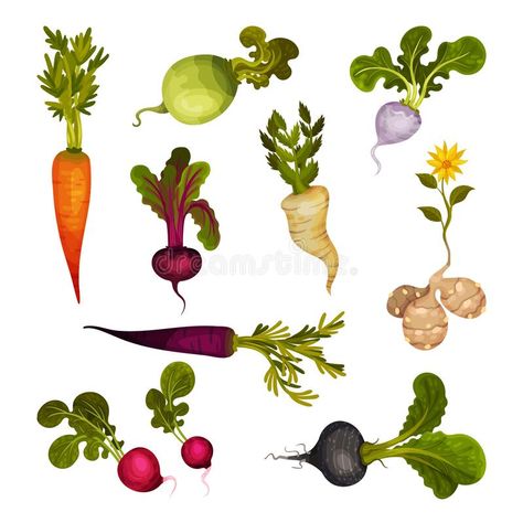 Root Vegetables as Underground Plant Part with Carrot and Beet Vector Set. Agricultural Crops as Culinary Ingredient Concept royalty free illustration Root Crops Vegetables, Underground Vegetables, Gardening Activities, Concept Illustration, Parts Of A Plant, Free Illustration, Girly Art Illustrations, Root Vegetables, Growing Vegetables