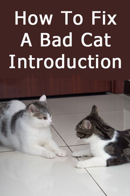 Introducing A New Cat To Another Cat, How To Get Cats To Get Along, How To Introduce A New Kitten To A Cat, How To Introduce Cats To Each Other, Cats Astethic, Cat Education, Cat Pregnancy, How To Introduce Cats, Cat Behavior Problems