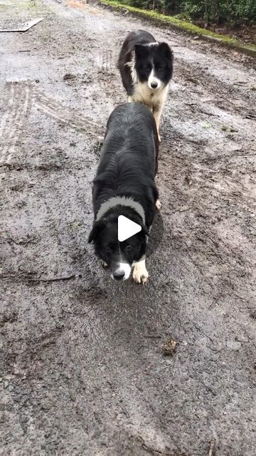 Dog Herding, Funny Border Collies, Happy Dogs Funny, Border Collie Videos, Kelpie Dog, Border Collies Herding, Happy Friday Humour, Friday Dog, Border Collie Herding