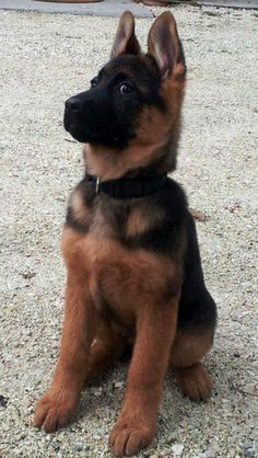 45 Best Dog Names for German Shepherd Puppies | German Shepherds ... Girl Dog Names, German Shepherd Puppy, Shepherd Puppy, Dog Obedience, Cute Dogs And Puppies, Shepherd Puppies, German Shepherd Puppies, Girl And Dog, Working Dogs