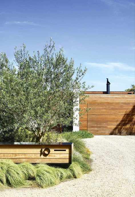 Indigenous plantings and a coastal aesthetic help blur the boundaries between a new garden and its beachside location. Olive Trees Landscape, Coastal Landscaping, Coastal Garden, Australian Native Garden, Driveway Landscaping, Front Garden Design, Coastal Aesthetic, Australian Garden, Front Landscaping