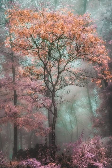 Image Nature, Beautiful Trees, Magical Forest, Alam Yang Indah, Magical Places, Beautiful Tree, Enchanted Forest, Beautiful Photography, Amazing Nature