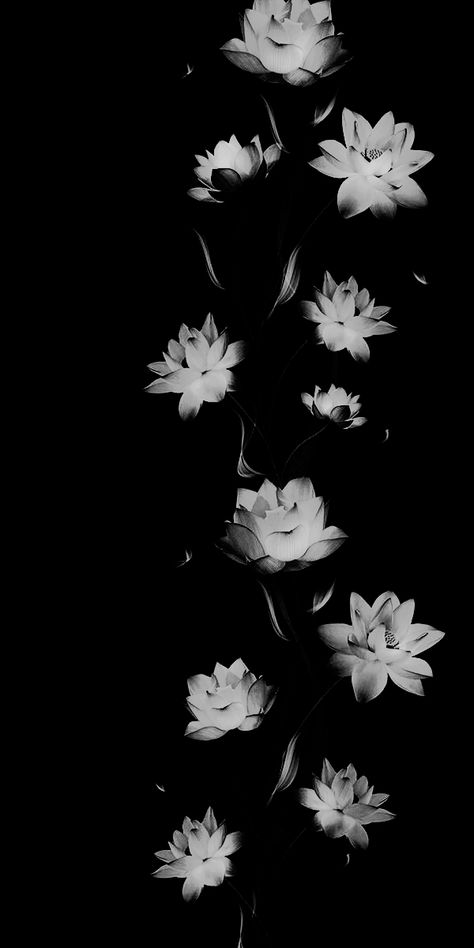 Flowers Iphone Wallpaper, Iphone Wallpaper Modern, Black Flowers Wallpaper, Lotus Flower Wallpaper, Lotus Wallpaper, Flowers Black Background, Cute Black Wallpaper, Cool Backgrounds Wallpapers, Iphone Wallpaper Images