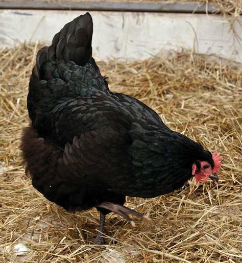 Australorp ~ best egg laying chickens Chicken Farming House, Australorp Chicken, Black Australorp, Farming House, Heritage Chicken Breeds, Best Laying Chickens, Raising Chickens For Eggs, Heritage Chickens, Breeds Of Chickens