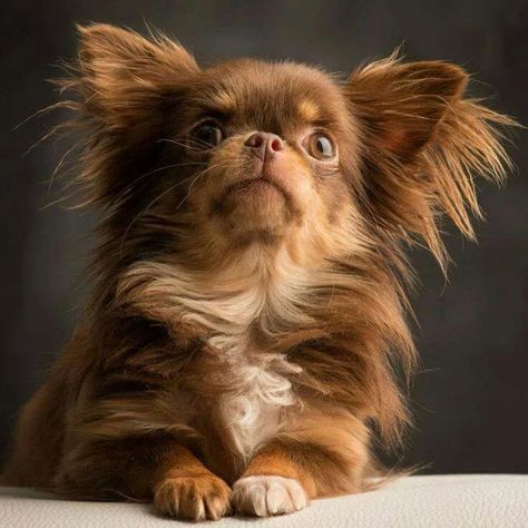 Beautiful Long Haired Chihuahua Papillion Puppies, Chihuahua Facts, Psy Chihuahua, Long Hair Chihuahua, Baby Pomeranian, Long Haired Chihuahua, Teacup Chihuahua, Cute Chihuahua, Chihuahua Love