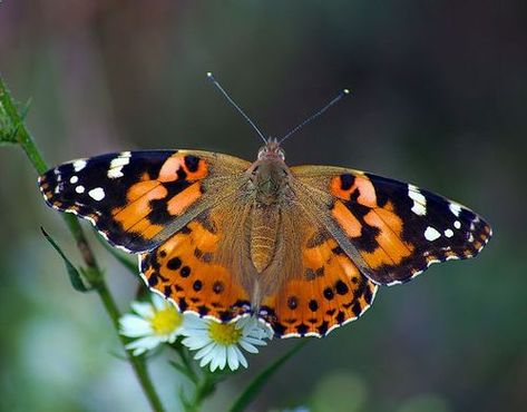 American Lady Butterfly, Painted Lady Butterflies, Australian Painted Lady Butterfly, Tattoo Reference Photography, Painted Lady Butterfly Drawing, Painted Lady Butterfly Tattoo, Spring In Kindergarten, Painted Lady Tattoo, Native Backyard