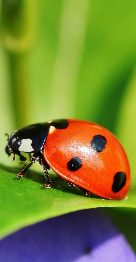 A ladybug up close. #Ladybug #Macro #Bugs #Insects Photos Of Insects, A Ladybug, Insects Pictures, Bugs Photography, Insects Reference, Ladybug Reference, Up Close Photography, Bug Pictures, Ladybug Bug