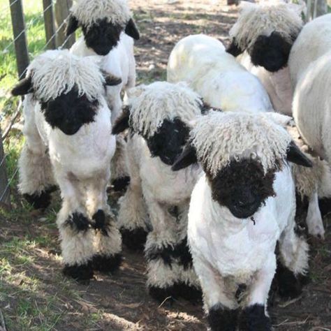 Meet the Black Nose Sheep That People Are Calling the ‘Cutest Sheep In The World’ Black Nose Sheep, Valais Blacknose Sheep, Sheep Breeds, Alice Angel, Black Nose, Llama Alpaca, Sheep Farm, Sheep And Lamb, Cute Sheep