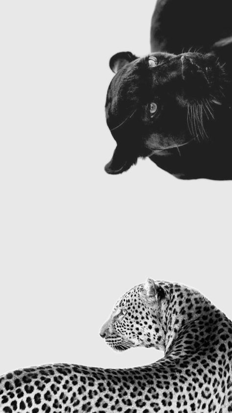 #wallpaper #leopard #panther #blackpanther Subtle Sapphic Wallpaper, Wallpaper Leopard, Panther Wallpaper, Photo Boards, Macbook Wallpaper, Emily In Paris, Eye Makeup Art, Black And White Aesthetic, Leopards