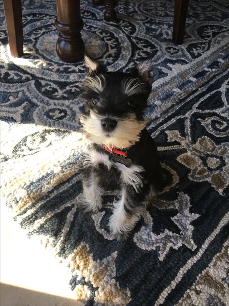 Miniature Schnauzer black & silver Black And Silver Miniature Schnauzer, Black And White Schnauzer, Schnauzer Black, Schnauzer Standard, Miniature Schnauzer Black, White Miniature Schnauzer, Schnauzer Breed, Mini Schnauzer Puppies, Schnauzer Puppies