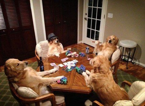 Golden Retriever Poker Night.  Unfortunately the tail wagging always gives them away. Dogs Playing Poker, Funny Animal Pictures, Training Your Dog, Dog Photos, Videos Funny, Dog Pictures, I Love Dogs, Funny Dogs, Animal Pictures