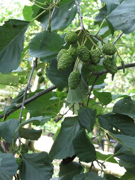 Common Alder - Alnus glutinosa Tattoo Colors, Film Reference, Alder Tree, Birth Poster, Mountain Ash, Zone 5, Celtic Tree, Wild Plants, Wood Tree