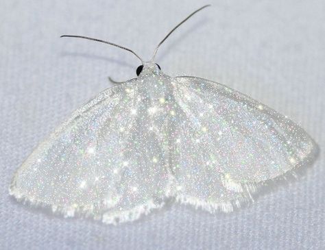 Glitter Aesthetic White, Glitter White Aesthetic, Soft Silver Aesthetic, White Glitter Aesthetic, Silver Glitter Aesthetic, Glittery Aesthetic, Aesthetic Moth, Mooncore Aesthetic, Shimmer Aesthetic