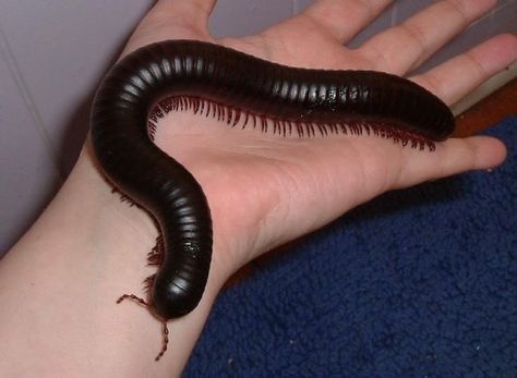 Milipede-really nice pets! We had 2 for a few weeks on loan from the children's museum. I want to get another again sometime (maybe when we don't have a dog). Giant Millipede, Millipedes, Centipedes, Cool Bugs, Beautiful Bugs, Creepy Crawlies, Arthropods, Little Critter, Creature Feature