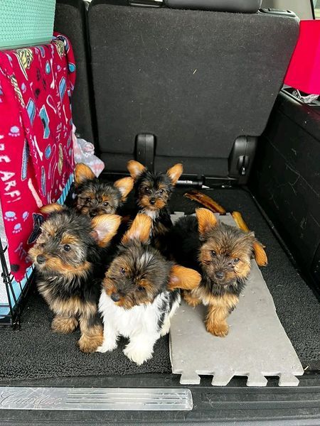 Puppy Shots, Puppies Yorkie, First Puppy, Cute Fluffy Puppies, Cute Dog Beds, Puppy Litter, Teacup Yorkie Puppy, Yorkie Puppy For Sale, Cute Small Dogs