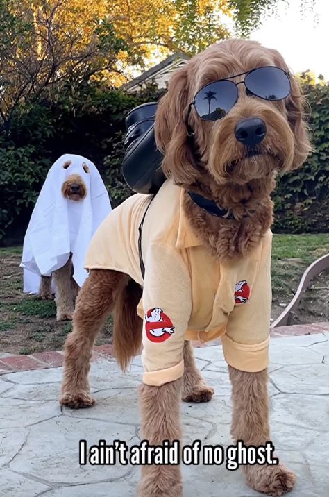 Goldendoodle Costume, Goldendoodle Halloween Costume, Doodle Halloween Costume, Goldendoodle Halloween, Dog Ideas, Golden Doodle, Dog Halloween Costumes, Dog Costumes, Dog Halloween