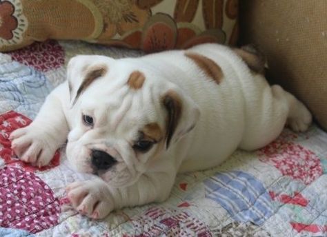 Baby English Bulldogs, Mini English Bulldogs, Miniature English Bulldog, Miniature Bulldog, English Bulldog Pictures, Cute Bulldog Puppies, Bulldog Breeds, Bulldog Puppies For Sale, English Bulldog Puppy