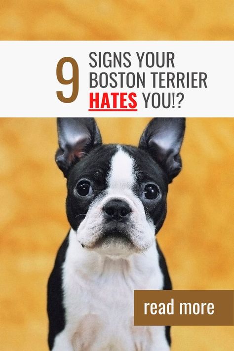 Do you sometimes feel like your Boston Terrier hates you? If so, you’re not alone. Many dog owners feel like their pet doesn’t love them. There are a number of signs that your Boston Terrier hates you, and we’ll go over them in this blog post. Keep reading to learn more! Boston Terrier Love, Boston Terrier Puppy, Boston Terrier Dog, You're Not Alone, Dog Door, T Love, Dog Owners, Boston Terrier, Feel Like