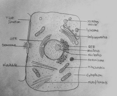 DRAW IT NEAT : How to draw animal cell Plant Cell And Animal Cell Drawing, Animal Cell Drawing With Label, Human Cell Drawing, Human Cell Diagram, Structure Of Cell, Animal Cell Diagram, Human Cell Structure, Animal Cell Drawing, Drawing Biology