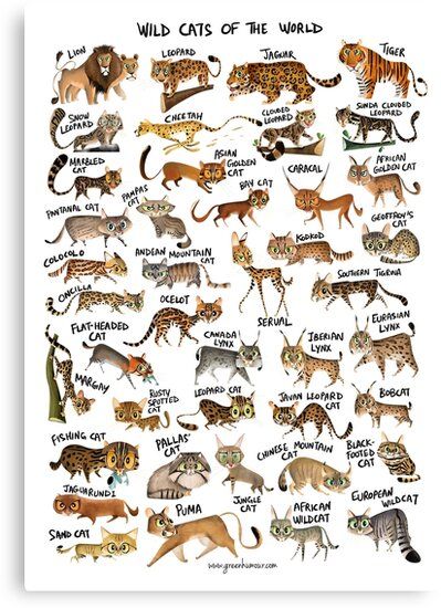 An illustrated cartoon / caricature poster of the different species of wild cats in the world. • Millions of unique designs by independent artists. Find your thing. Types Of Wild Cats, Cats Of The World, Big Cat Species, Wild Cat Species, Cat Species, Different Species, Animal Species, Cat Family, Animal Facts