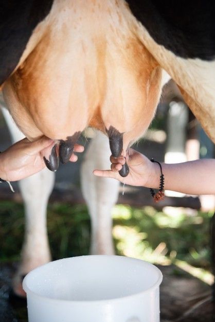 Cow Milking, Crown Aesthetic, Livestock Farming, Dairy Farms, Milk Cow, Large Animals, Premium Photo, Cactus, Cow