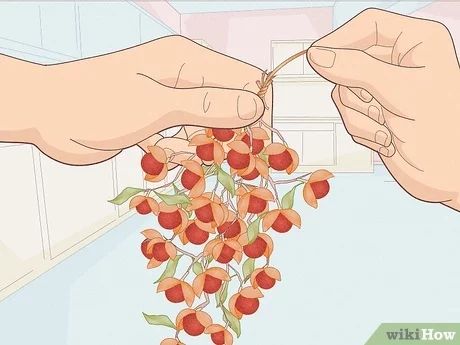 How to Dry Bittersweet Vine: 9 Steps (with Pictures) - wikiHow Fun Bittersweet Vine Ideas, Bittersweet Vine, Diy Arrangements, Wild Berry, Fall Decorations, Red Berries, Bright Red, Fall Decor, Vines