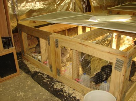 Simple grow out pens/brooders built of free pallet wood. Made into frames that can be added or subtracted as needed and with barriers between sections. Cam be made in only an hour. Pallet Brooder, Chicken Grow Out Pen, Free Pallets, Chicken Coop Run, Rabbit Hutches, Chicken Coops, Raising Chickens, Flexible Design, Pallet Wood