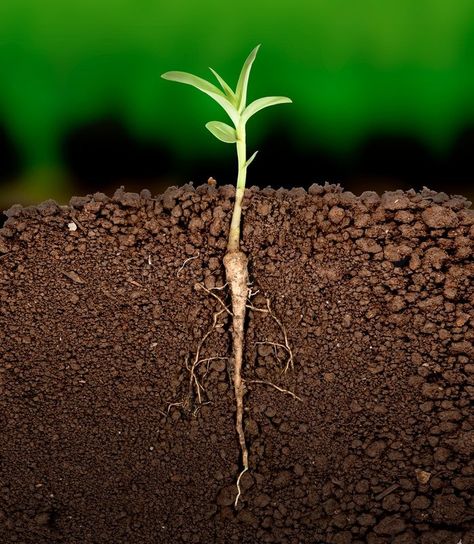 Growing plant with underground root visible | Stock Photo | Colourbox Agriculture Photography, Plant Structure, Growth And Decay, Soil Layers, Top Soil, Organic Fertilizer, Plant Roots, Plant Growth, Plant Needs