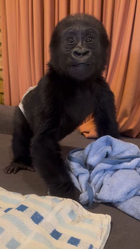 Black Monkey, Monkey Business, Audio, Animals, Quick Saves, Black