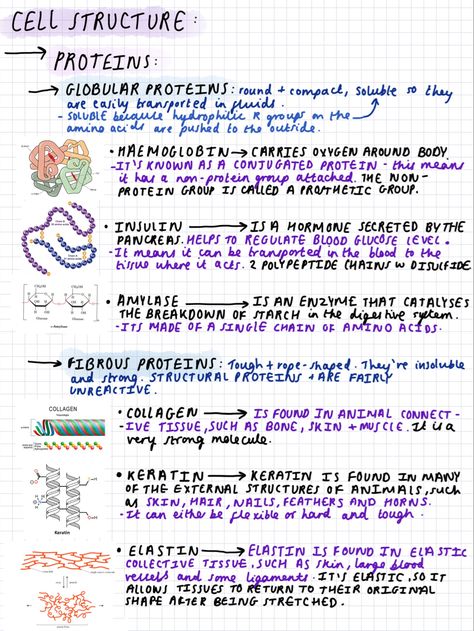 Medical Terminology Notes Aesthetic, Cell Notes, Biology Notes Cells, A Level Biology Notes, Biology Alevel Notes, As Level Biology, How To Take Notes For Biology, Biology Revision Notes, Gcse Biology Revision Notes