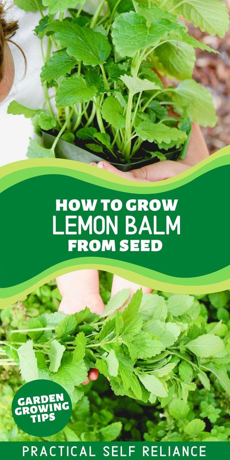 How to Grow Lemon Balm From Seed: Herb Gardening Idea - Looking for easy herb garden ideas? Get started planting and growing lemon balm in your spring herb garden this season or potted in containers in your kitchen. Lemon balm has many uses, benefits, remedies for the skin, and magical properties. It can be used in many food recipes, herbal teas, and so many more herbal magic recipes. The lemon balm plant is one of the best healing herbs for your herbalism practice and one I always have on hand. Lemon Balm Plant How To Grow, Growing Lemon Balm Indoors, How To Grow Lemon Balm, Easy Herb Garden, Growing Lemon Balm, Growing Herbs Outdoors, Herb Planting, Lemon Balm Plant, Grow Lemon