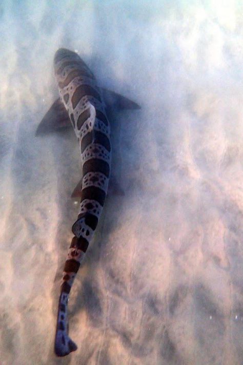 Leopard Shark Tattoo, Ocean Life Photography, Cat Shark, Shark Tail, Leopard Shark, Shark Photos, Shark Pictures, Shark Art, Beautiful Sea Creatures