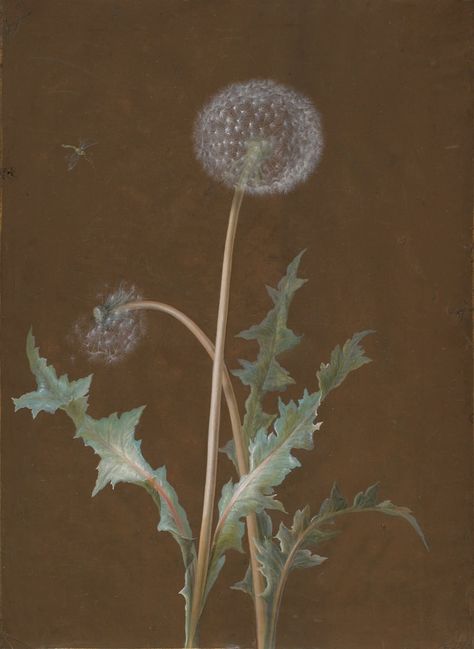 Dandelion – Product – The Public Domain Review Art Christmas Presents, Plant Collage, Germaine Greer, Maria Sibylla Merian, Vintage Art Posters, White Dandelion, 22 September, Getty Museum, Unframed Art Prints