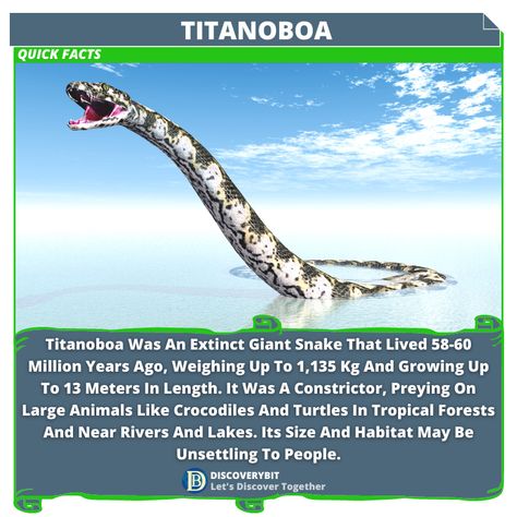 Titanoboa: The World's Largest Snake Titanoboa Snake, World's Largest Snake, Snake Facts, Giant Snake, Largest Snake, The Amazon Rainforest, Amazon Rainforest, Tropical Forest, Prehistoric Animals