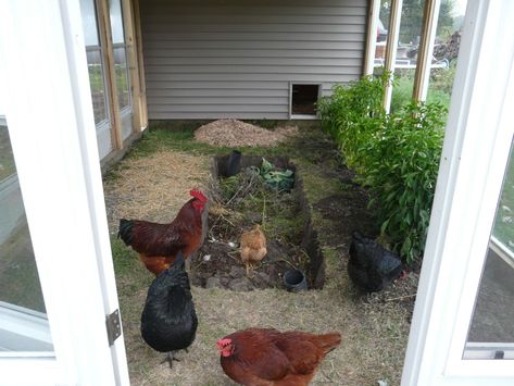 Greenhouse With Chicken Coop Attached, Chicken Coop Compost, Green House Chicken Coop Combo, Compost With Chickens, Raccoon Proof Chicken Coop, Compost Pile In Chicken Run, Chicken Composting, Modern Homesteading, Off Grid Homestead