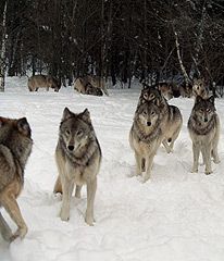 Japan To Introduce Wolves To Control Deer Wolves Aesthetic, Types Of Wolves, Wolves Pack, Pack Of Wolves, Wolf Aesthetic, Nature Wonders, Earth Beauty, Big Wolf, Clover Manga