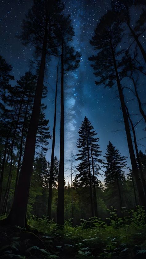 Forest Night Photography, Night Forest Photography, Real Background, Environment Photography, Cellphone Background, 3d Environment, Image Nature, Environment Art, Night Forest