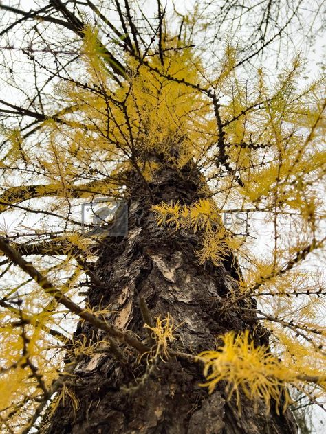 Woodland Tattoo, Larch Tree, Autumn Park, Black Tree, Yay Images, Yellow Leaves, Tree Branches, Tattoo Ideas, Close Up