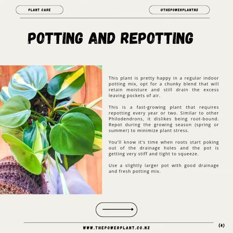 This weeks plant care post is dedicated to the Philodendron Brasil! ✨🌿 👉🏼Swipe along to read how to look after this plant and also how to easily propagate! ✂️Like other plants in the Philodendron genus, the Philodendron Brasil can be propagated through stem cuttings. This is a great way to either start new plants or make existing ones fuller by rooting the cuttings and replanting them back in the same pot. Happy planting 🌿🤍🌻 . #thepowerplantnz #thepowerplant #philodendron #philodendronbr... Philodendron Brasil Care, Pink Princess Philodendron Propagation, Philodendron Brasil Propagation, Silversword Philodendron, Philodendron Jose Buono Variegated, Fast Growing Plants, Replant, Large Pots, Plant Care