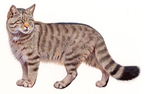 European Wild Cat (Felis silvestris), watercolour and bodycolour on paper | Kókay Szabolcs Wild Cat Illustration, Wild Cat Drawing, African Wild Cat, History Illustration, Poses References, Cat Illustration, Cat Drawing, Natural History, Creative Fashion