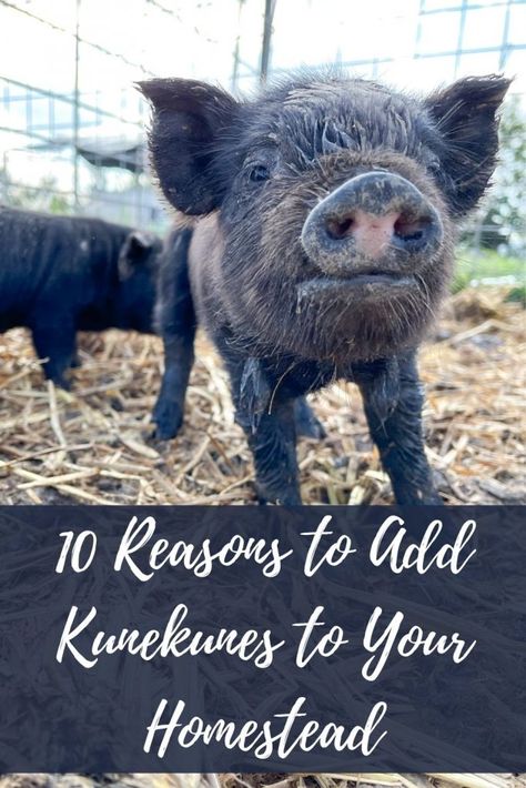 solid black kunekune piglet with small pink spot on snout Raising Meat Pigs, Kunekune Pigs, Kune Kune Pigs, Backyard Homestead, Homestead Animals, Grid Ideas, Homesteading Animals, Pig Breeds, Raising Pigs