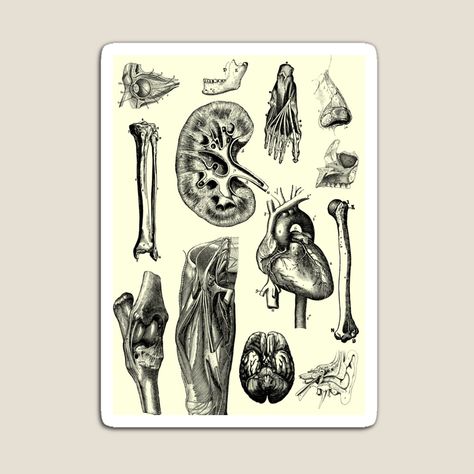 Get my art printed on awesome products. Support me at Redbubble #RBandME: https://www.redbubble.com/i/magnet/Vintage-human-anatomy-by-preslavagenova/142432178.TBCTK?asc=u Human Anatomy Poster, Vintage Medical Art, Anatomy Poster, Vintage Medical, Medical Art, Body Anatomy, Human Anatomy, Buy Vintage, Sale Poster