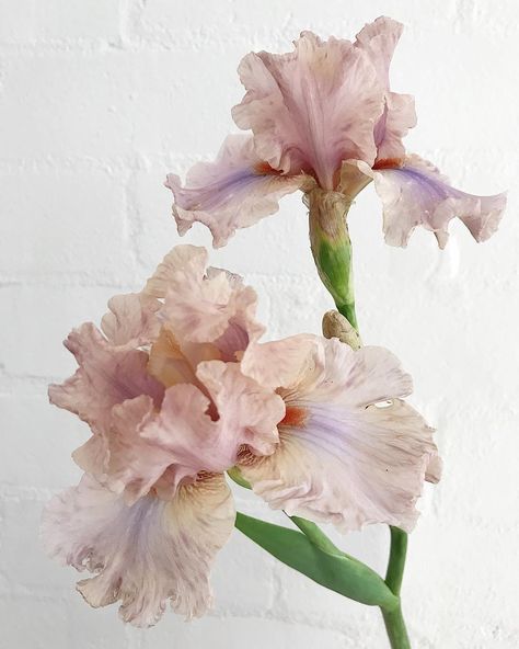 Trille Floral on Instagram: “I'm starting to see florists in Sydney post photos of these glorious creatures, my absolute favourites--bearded iris 🖤...I'm boarding my…”