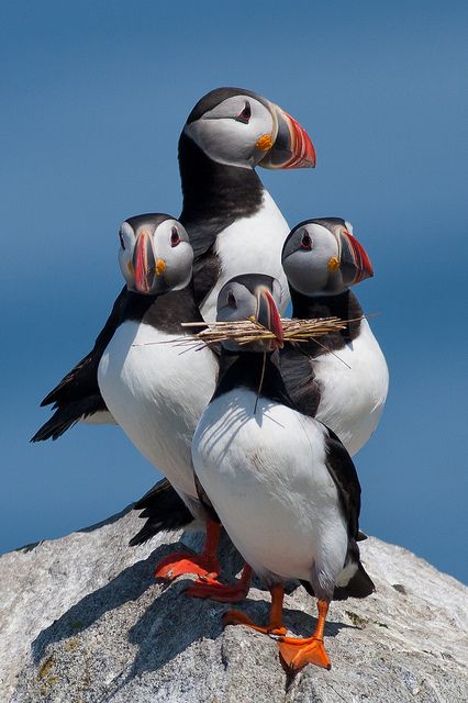 Atlantic Puffins! Nosara, Exotic Birds, Pretty Birds, Colorful Birds, Animal Planet, Animal Photo, 귀여운 동물, Animals Friends, Beautiful Creatures